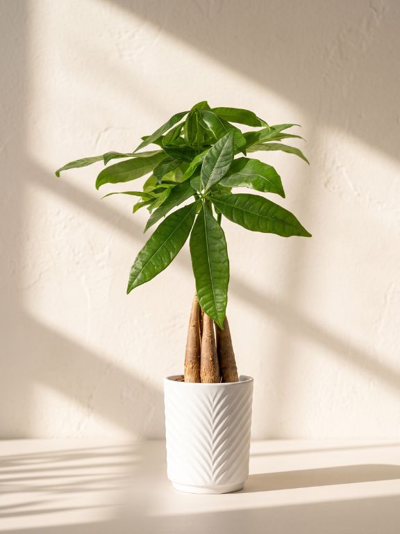 PACHIRA BRAID PLANT IN DECO POT
